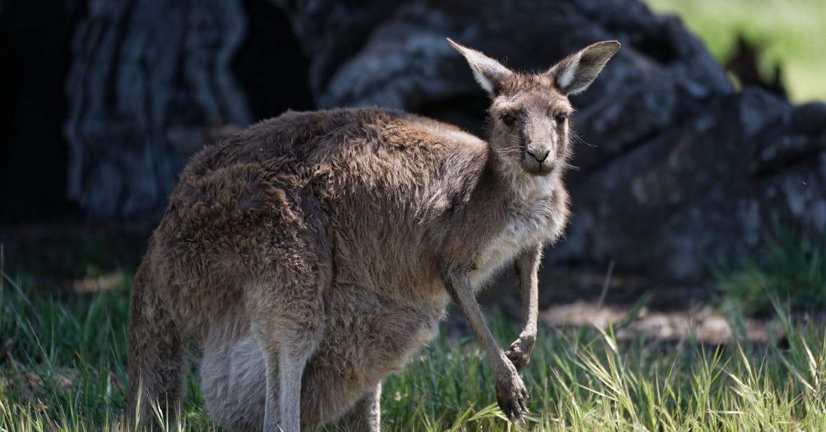 How to Find Qualified Mechanics in Sydney